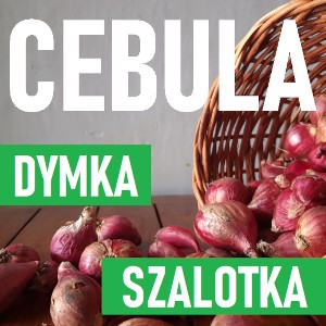 Cebula Dymka i Szalotka