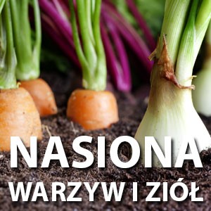 Nasiona warzyw i ziół