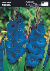 Mieczyk Niebieski Gladiola - 5 szt.