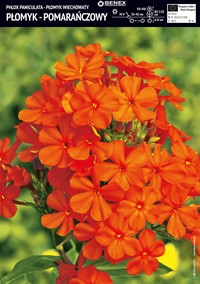 Floks wiechowaty pomarańczowy 1 szt.