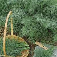 Koper ogrodowy jednoroczny Dill