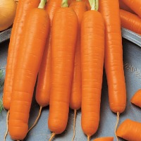 MARCHEW FLYAWAY F1 ODPORNA