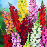 Lwia paszcza mieszanka na kwiaty cięte