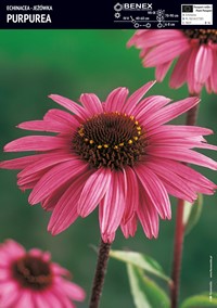 Jeżówka purpurowa 1 szt.