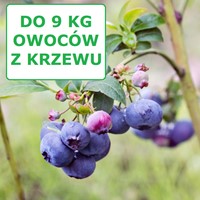 Borówka amerykańska Bluecrop sadzonka 1 szt.