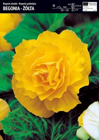 Begonia pełna żółta Large Flowered Double 1 szt.